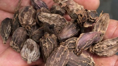 Despite being Nepal’s major export product, large cardamom hardly reaches world markets